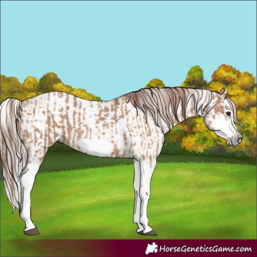 Horse Color:Red Dun Splash Frame and Gray Red Dun Splash Frame