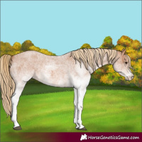 Horse Color:White Spotted Red Roan Rabicano