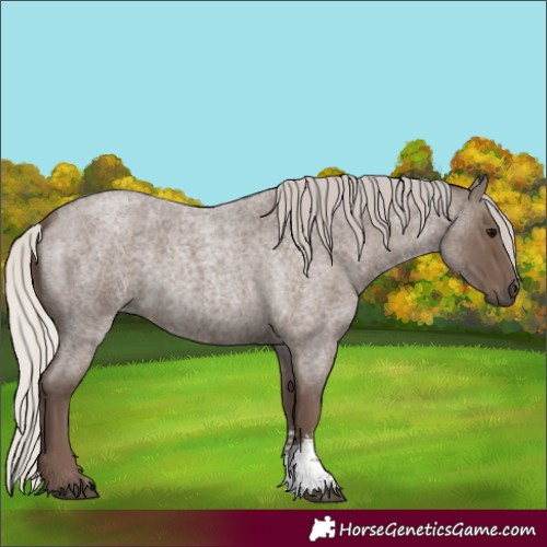 Horse Color:Silver Blue Roan Sabino