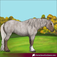 Horse Color:Silver Blue Roan Sabino 