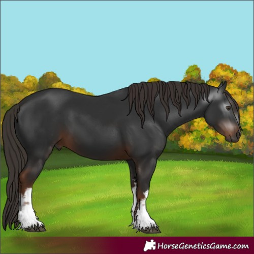 Horse Color:Gray White Spotted Liver Chestnut