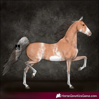 Horse Color:White Spotted Bay Sabino Frame 