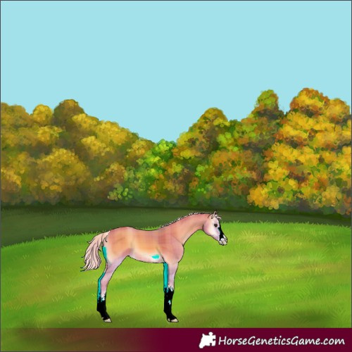 Horse Color:Watercolor Plaid  White Spotted Palomino Onyx 