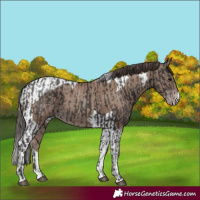 Horse Color:Smoky Black  and Classic Champagne Tobiano 