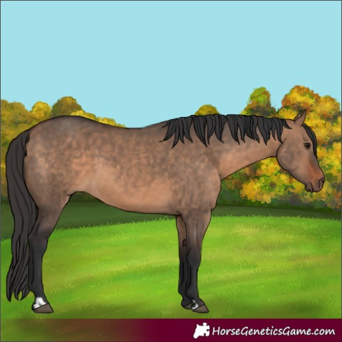 Horse Color:Bay Dun  and Bay Dun 
