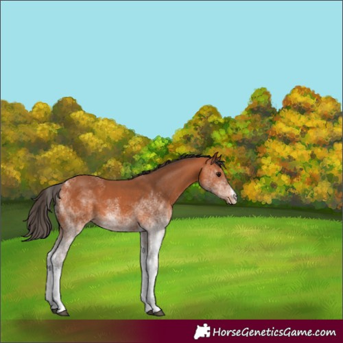Horse Color:Unknown 