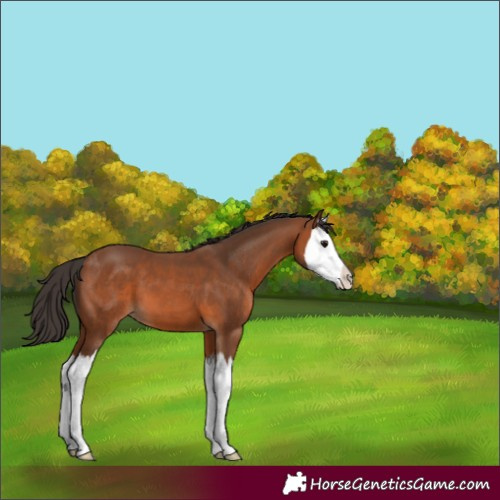Horse Color:Unknown 