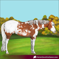Horse Color:White Spotted Silver Bay Splash Appaloosa 