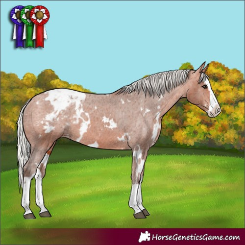 Horse Color:White Spotted Silver Bay Splash Appaloosa 