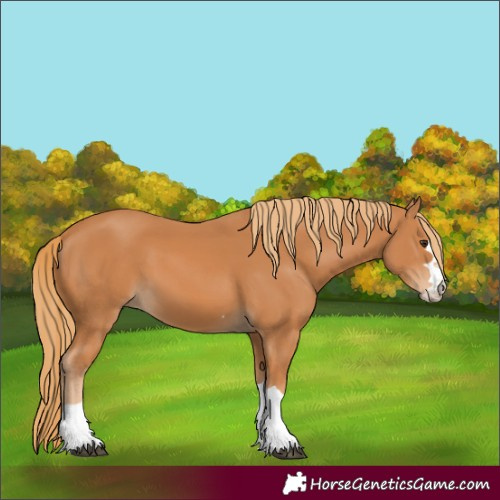Horse Color:Unknown 