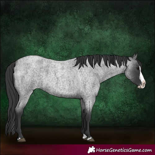 Horse Color:Blue Roan Splash 