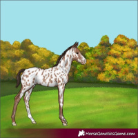 Horse Color:Classic Champagne Sabino Near Leopard 
