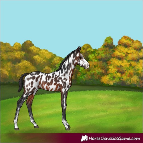 Horse Color:Brown Sabino Near Leopard Rabicano 