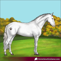 Horse Color:Plaid Chocolate Palomino Sabino Rabicano