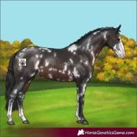 Horse Color:White Spotted Brown Sabino 