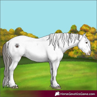 Horse Color:Liver Chestnut Sabino Blanket Rabicano