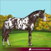 Horse Color:White Spotted Liver Chestnut Sabino Appaloosa Rabicano 