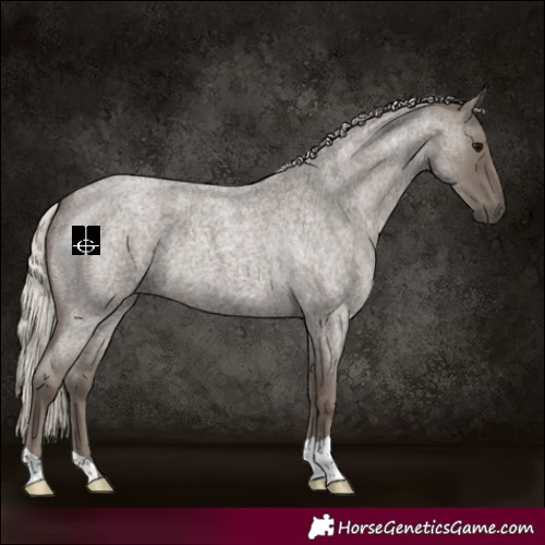 Horse Color:Silver Blue Roan