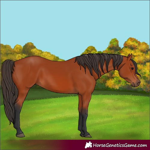 Horse Color:Bay 
