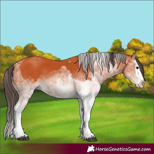 Horse Color:White Spotted Bay Splash  and White Spotted Bay Splash 