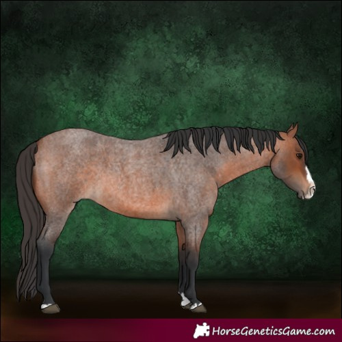 Horse Color:Bay Roan Splash