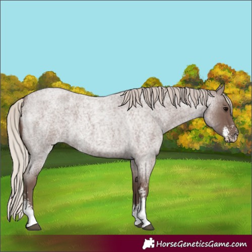 Horse Color:Silver Blue Roan Sabino
