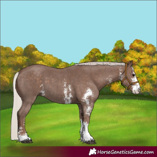 Horse Color:Silver Black Sabino