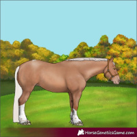 Horse Color:Silver Sable Champagne Tobiano Rabicano