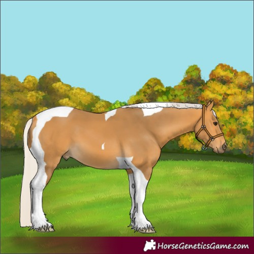 Horse Color:Silver Buckskin Tobiano 