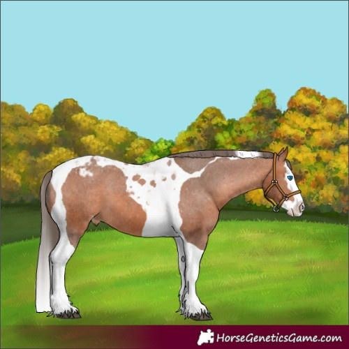 Horse Color:Bay Splash Tobiano Appaloosa 