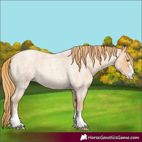 Horse Color:Gold Champagne Roan 