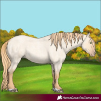 Horse Color:Gold Champagne Roan Dun