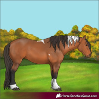 Horse Color:Bay Tobiano 