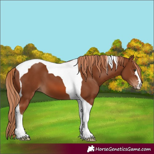 Horse Color:Chestnut Tobiano 