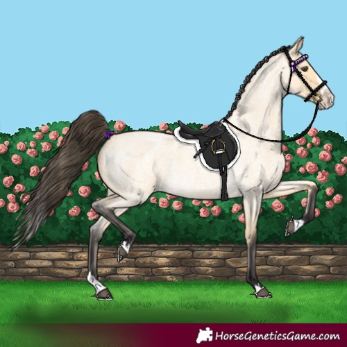 Horse Color:Buckskin Roan Dun Splash 