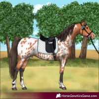 Horse Color:Bay Appaloosa