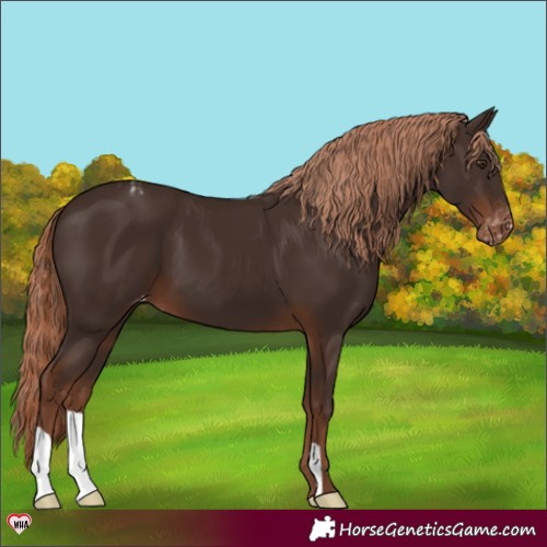 Horse Color:Liver Chestnut Appaloosa 