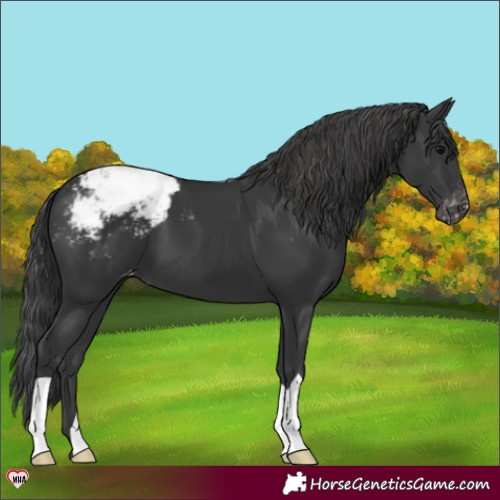 Horse Color:Black Appaloosa 
