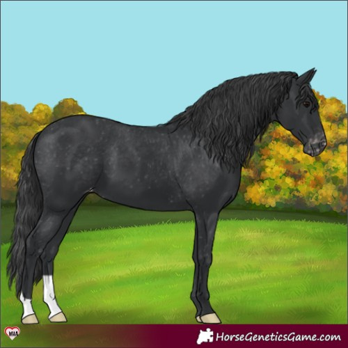 Horse Color:Black Appaloosa