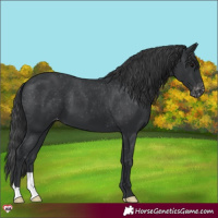 Horse Color:Black Varnish 