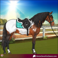 Horse Color:Bay Snowcap 