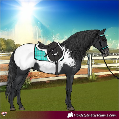 Horse Color:Black Appaloosa 