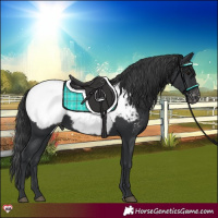 Horse Color:Black Appaloosa 