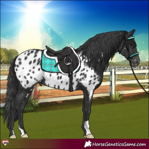Horse Color:Black Appaloosa 