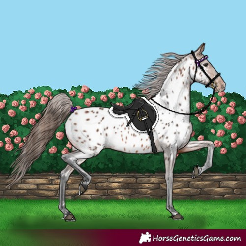 Horse Color:Bay Appaloosa 