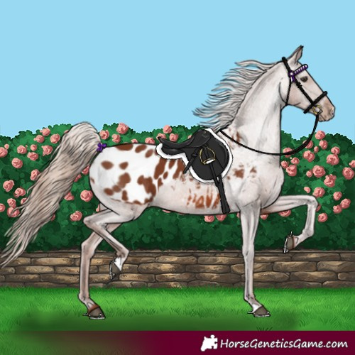 Horse Color:Chestnut Appaloosa 