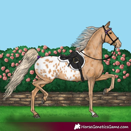 Horse Color:Chestnut Appaloosa