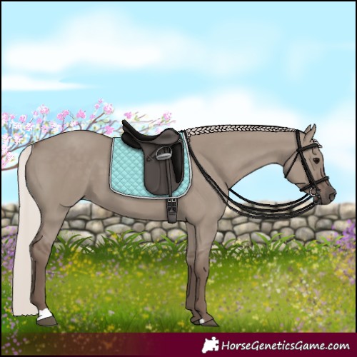 Horse Color:Silver Grullo 