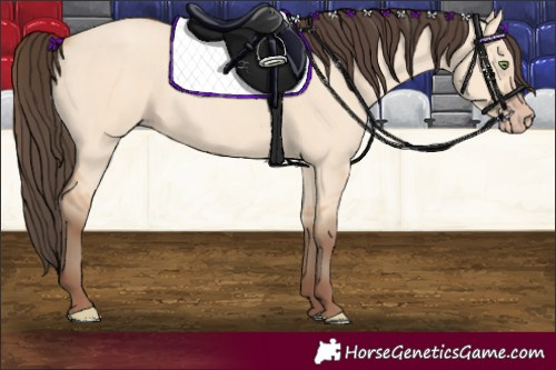 Horse Color:Amber Champagne Dun Rabicano 