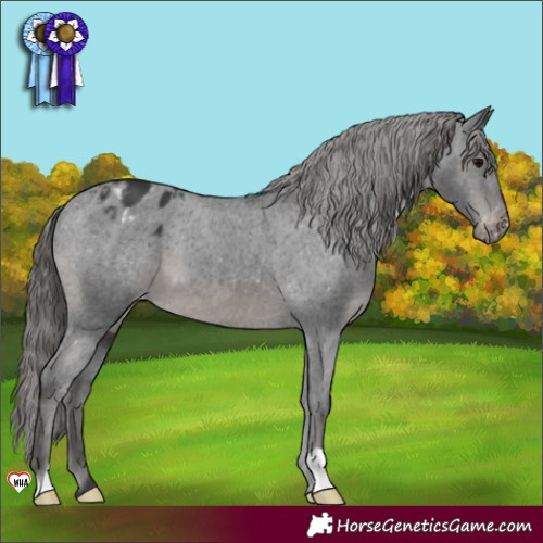 Horse Color:Black Appaloosa 